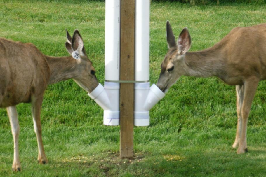 PVC Deer Feeder