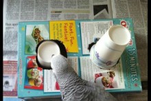 Box-Cup-Parrot-Foraging-Activity