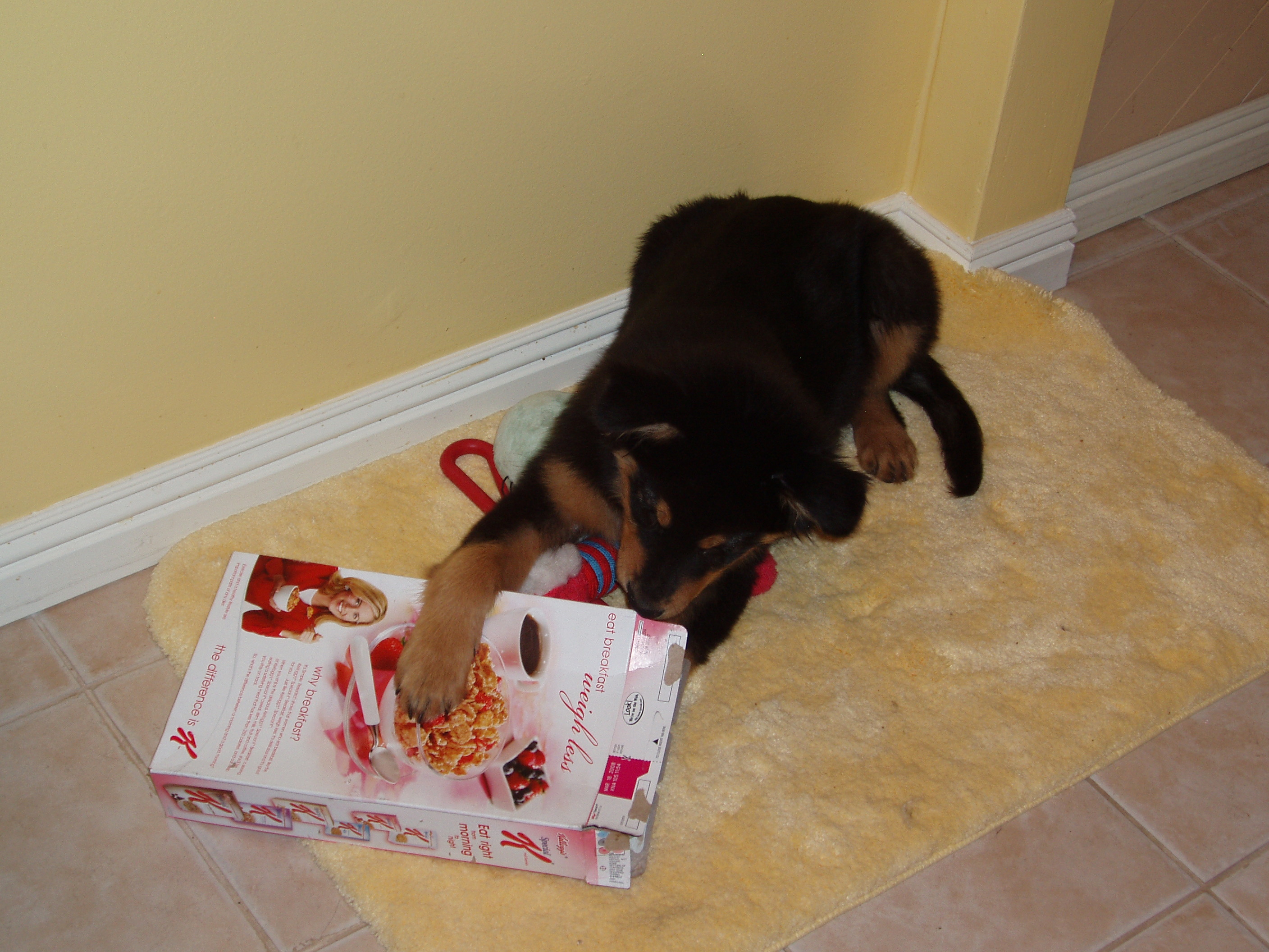 cardboard box dog toy