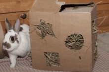 Cardboard-Box-Hay-Rack