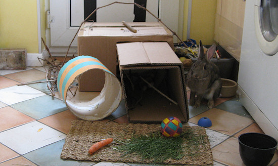 Cardboard-Box-Rabbit-Warrn1.jpg
