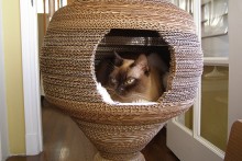 Cardboard-Cat-Cocoon