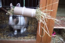 Cardboard-Roll-Rabbit-Hay-Toy