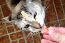 Chedder-Parmesan-Cat-Treats