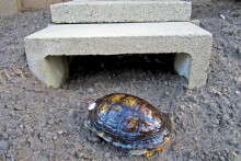 Cinder-Block-Tortoise-Shelter