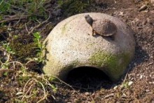 Concrete-Turtle-Basking-Hide1