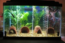 DIY-Aquarium-Tank-Dividers