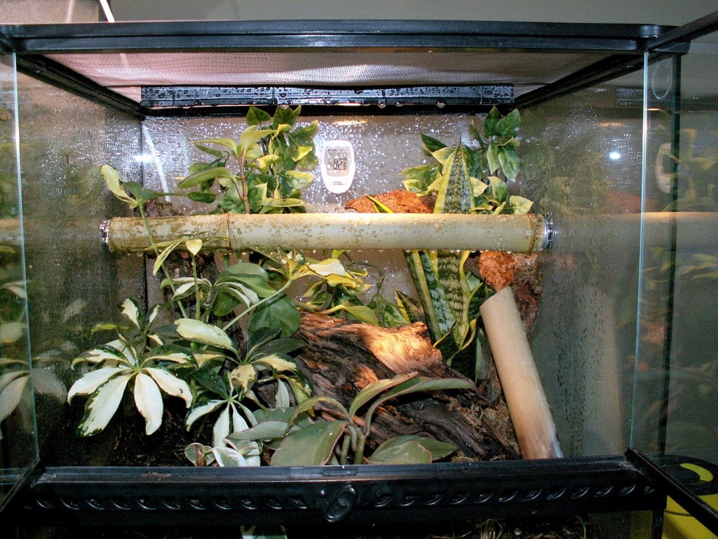 DIY-Bamboo-Vivarium-Perch - petdiys.com