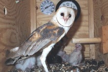 DIY-Barn-Owl-Nest-Box-Study