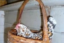 DIY-Basket-Chicken-Nest