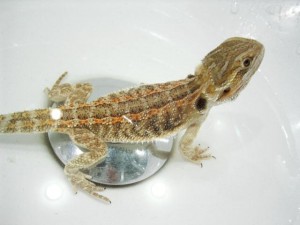 bearded dragons for sale online