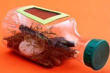 DIY-Bug-Collector-Bottle1