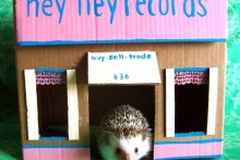 DIY-Cardboard-Rodent-Playhouse