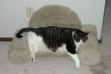 DIY-Carpet-Cat-Couch