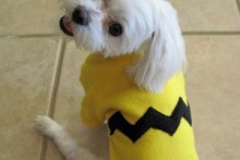 DIY-Charlie-Brown-Costume