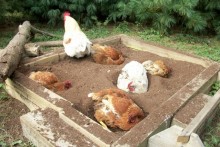 DIY-Chicken-Dust-Bath-Box