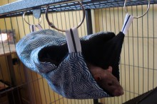 DIY-Covered-Rodent-Hammock
