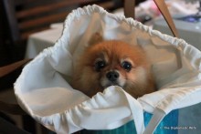 DIY-Dog-Bag-Liner