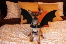 DIY-Dog-Bat-Costume
