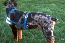 DIY-Dog-Cart-Harness
