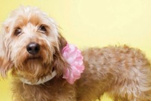 DIY-Dog-Collar-Blooms