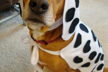 DIY-Dog-Dalmation-Costume
