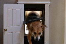 DIY-Dog-Doorway