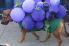 DIY-Dog-Grape-Costume