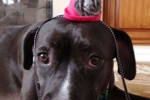 DIY-Dog-Party-Hat