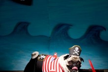 DIY-Dog-Pirate-Costume