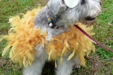 DIY-Dog-Rooster-Costume
