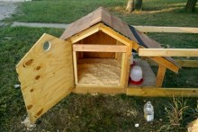 DIY-Doghouse-Chicken-Coop