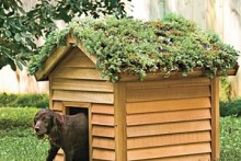 DIY-Doghouse-Green-Roof