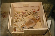 DIY-Gerbil-Nest-Box