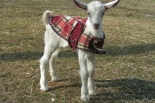 DIY-Goat-Kid-Coat