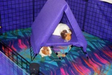 DIY-Guinea-Pig-Loft-Tent