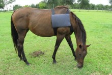 DIY-Horse-Ice-Pack-Vest