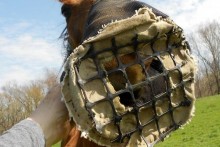 DIY-Horse-Muzzle