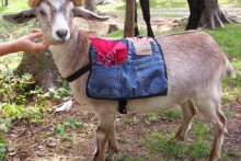 DIY-Jeans-Goat-Soft-Pack1