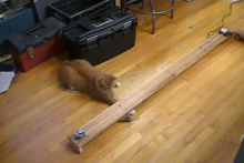 DIY-Mouse-Chase-Cat-Toy