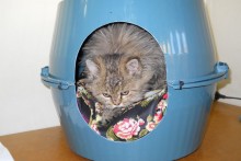 DIY-Plastic-Bowl-Cat-Hide