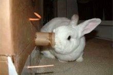 DIY-Rabbit-Activity-Station