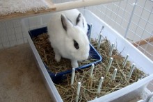 DIY-Rabbit-Hay-Tray