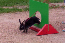 DIY-Rabbit-Window-Jump