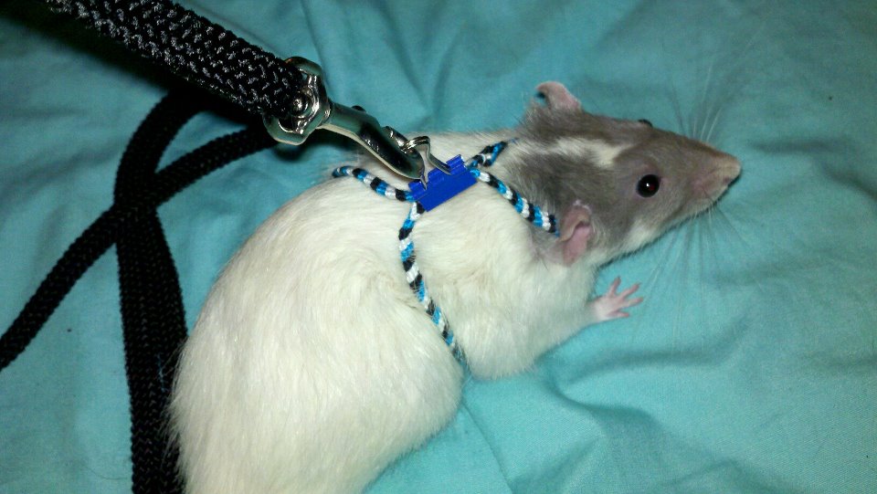 DIY Rat Harness - petdiys.com