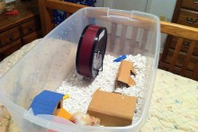 DIY-Rodent-Bin-Cage