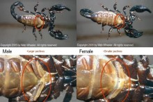 DIY-Scorpion-Sexing