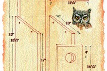 DIY-Screech-Owl-Nest-Box