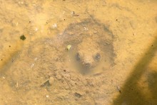 DIY-Snapping-Turtle-Mud-Pool