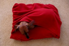 DIY-Snuggle-Dog-Bed
